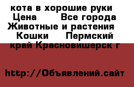 кота в хорошие руки › Цена ­ 0 - Все города Животные и растения » Кошки   . Пермский край,Красновишерск г.